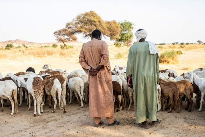 R66778 Goat herders watch over their flock in north-central Africa