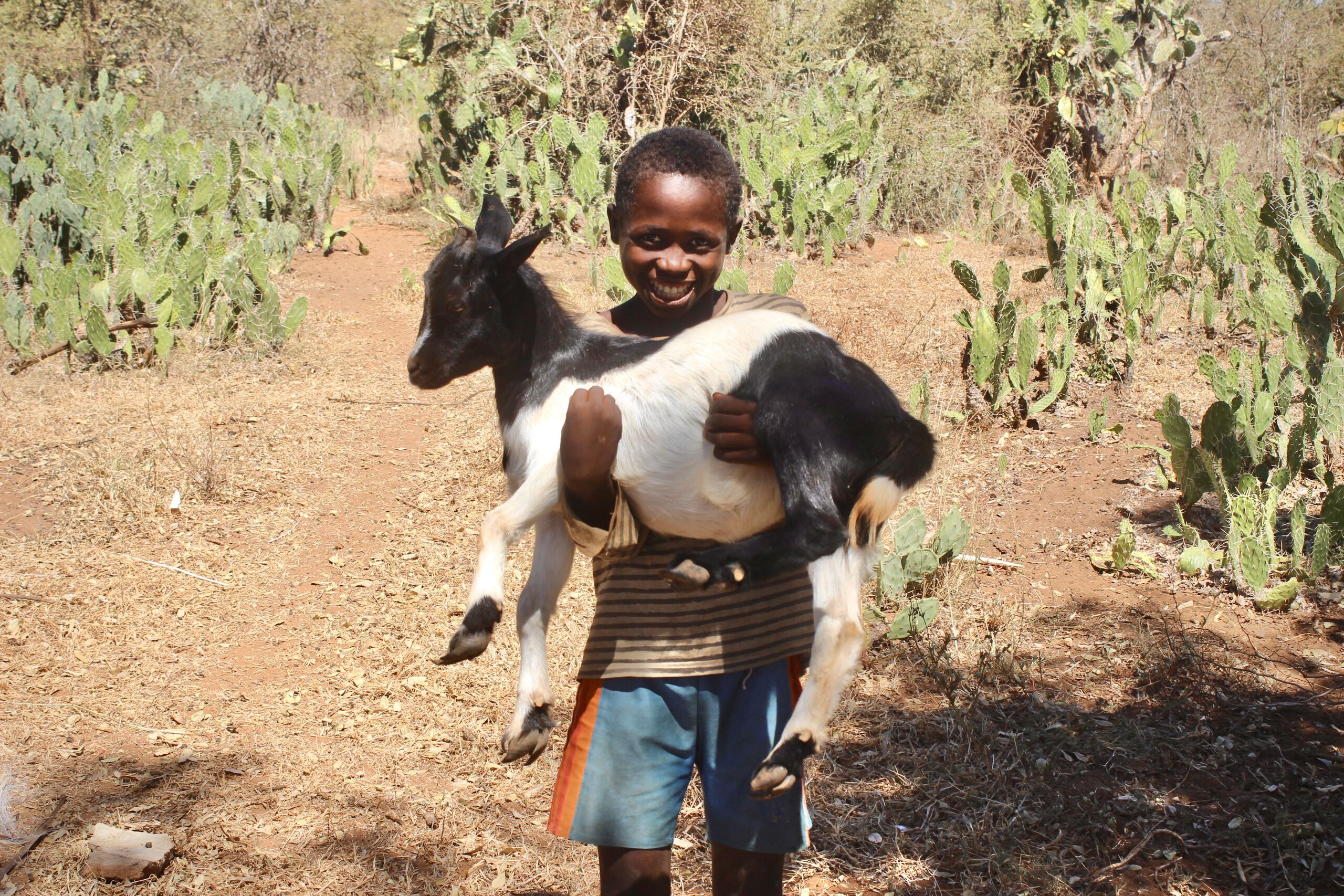 The Gift of Goats thumbnail